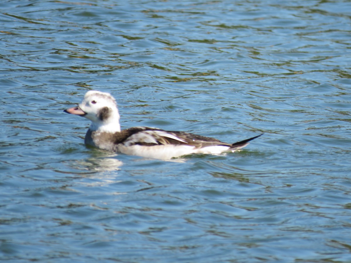 Мөнгөлөг шунгаахай - ML646674841