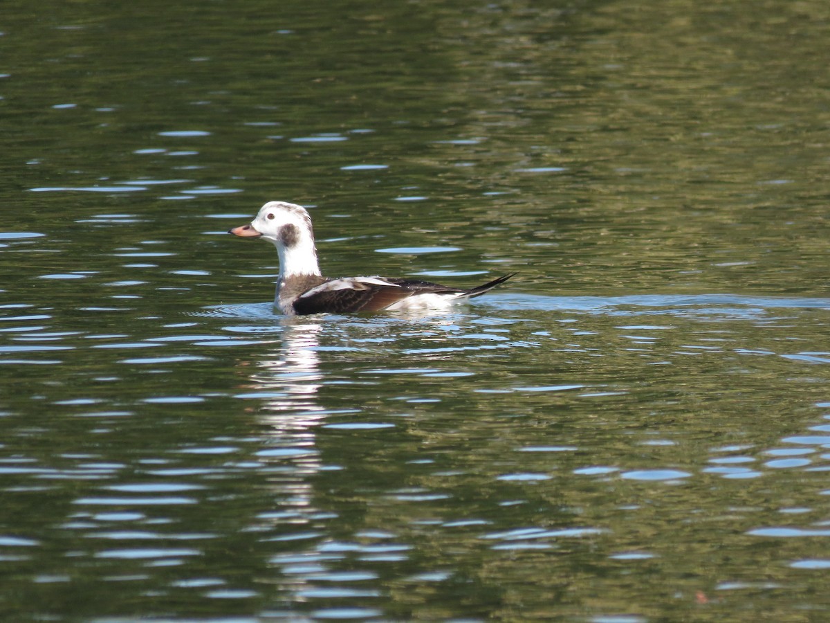 Мөнгөлөг шунгаахай - ML646674842