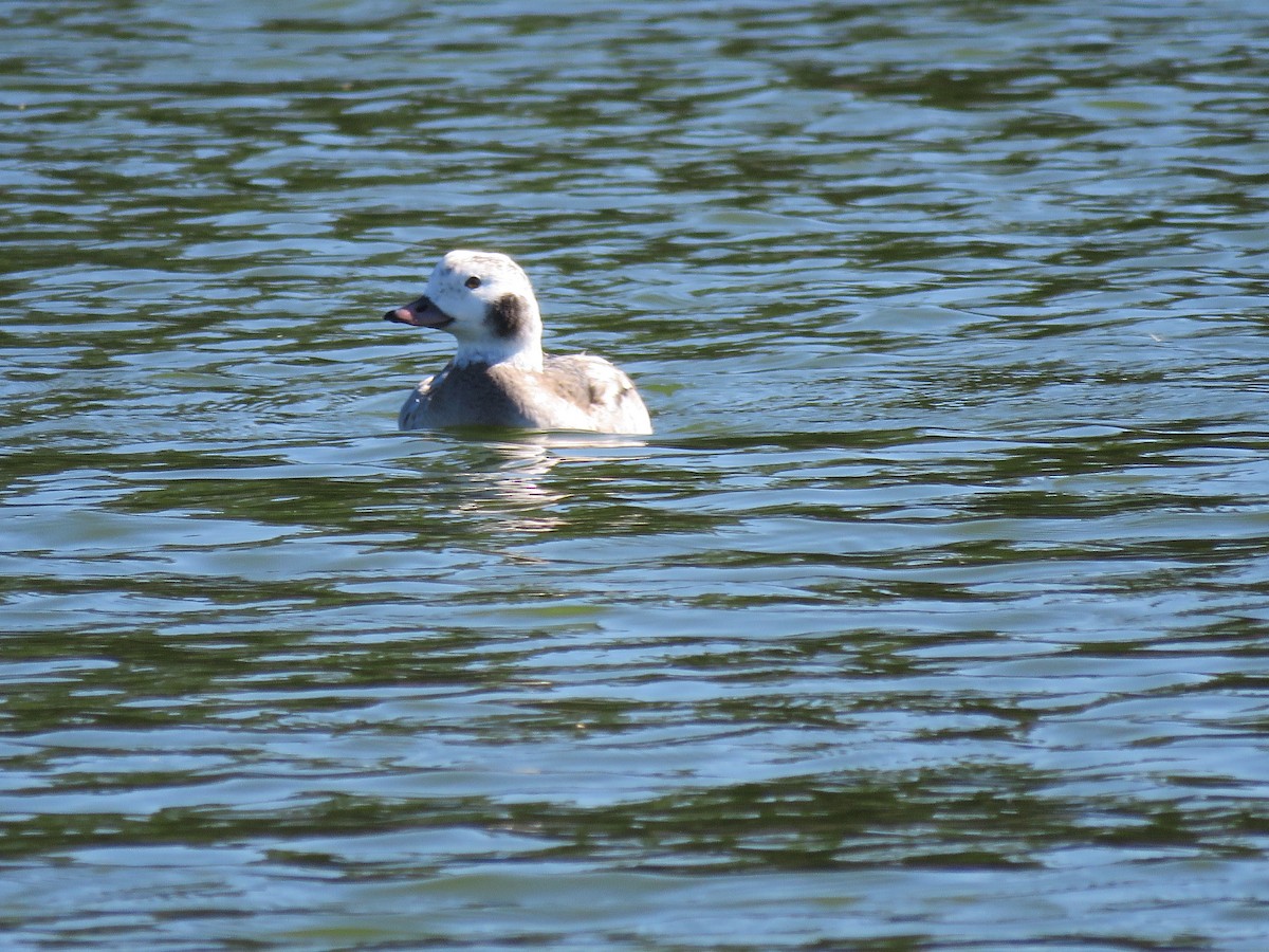 Мөнгөлөг шунгаахай - ML646674843