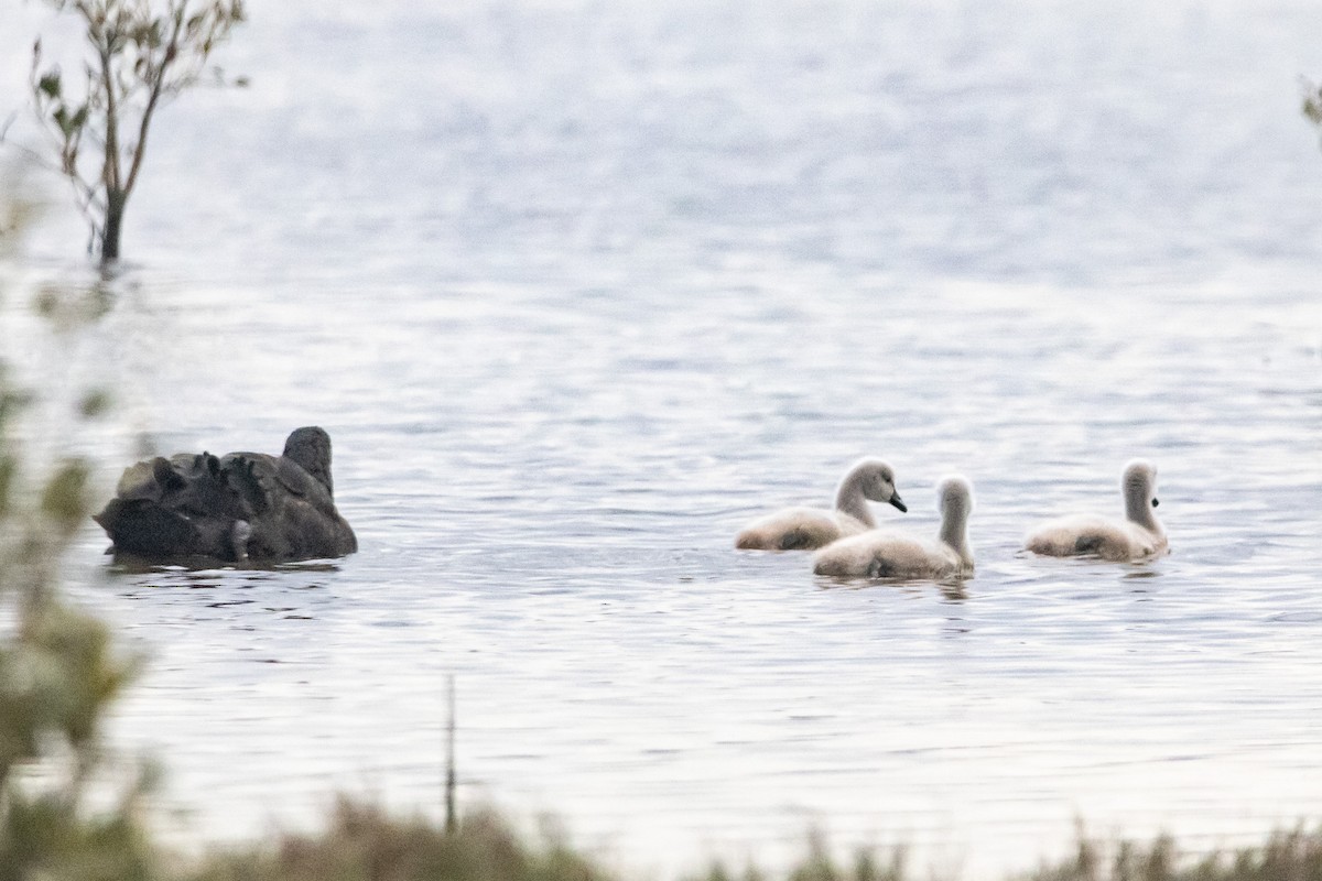 Black Swan - ML646674844