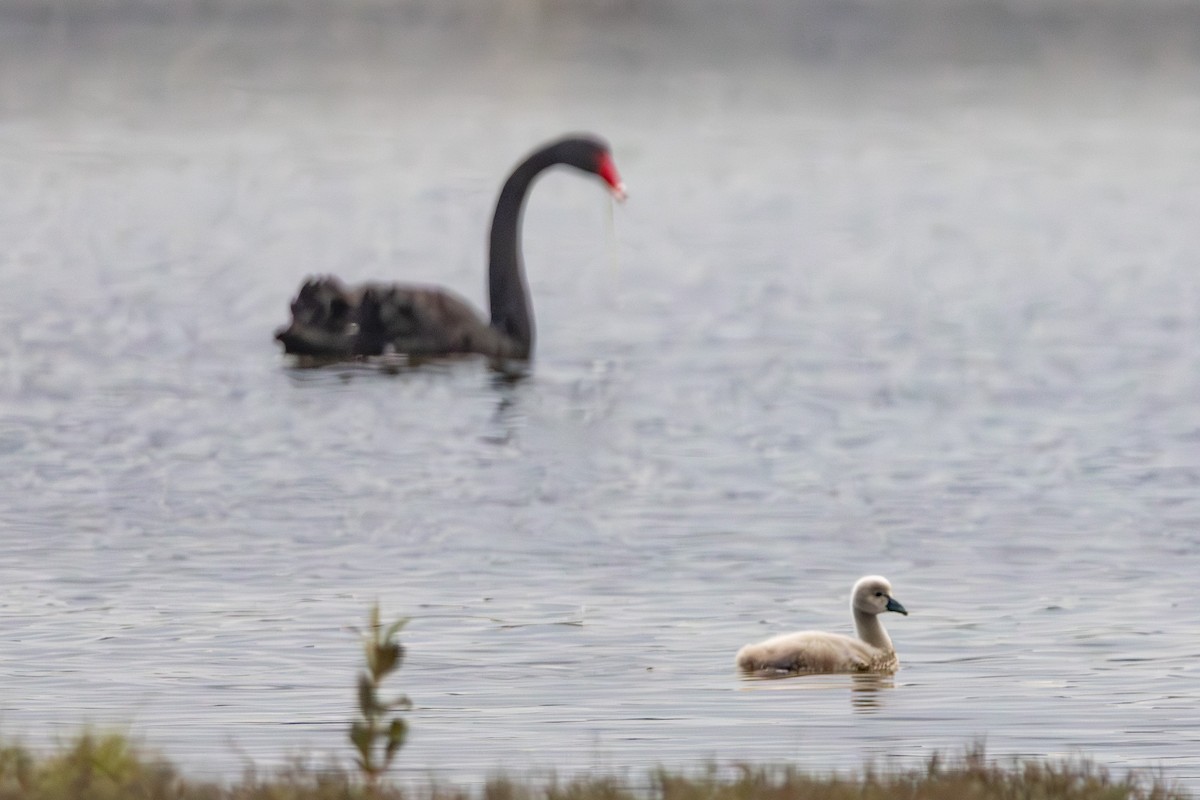 Black Swan - ML646674850