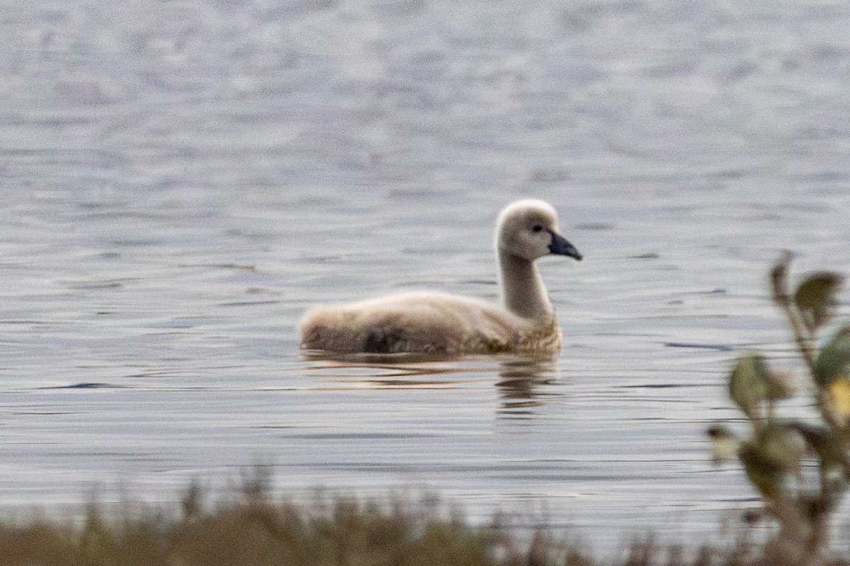 Black Swan - ML646674851