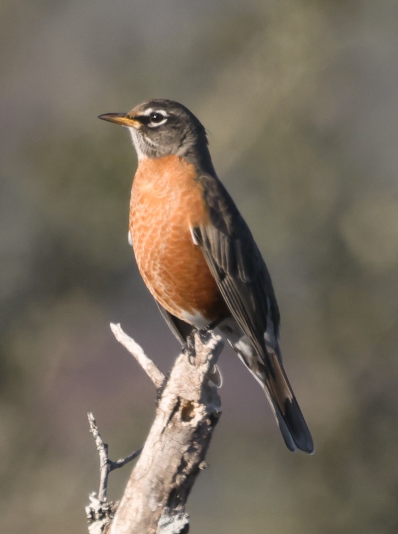 American Robin - ML646674852