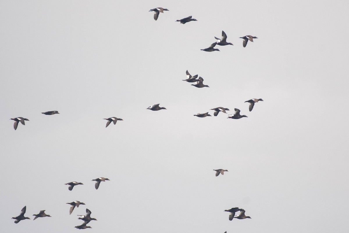 Ak Kanatlı Kadife Ördek - ML646674853