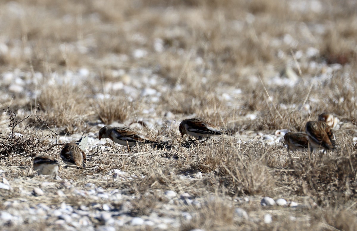 ユキホオジロ - ML646674856