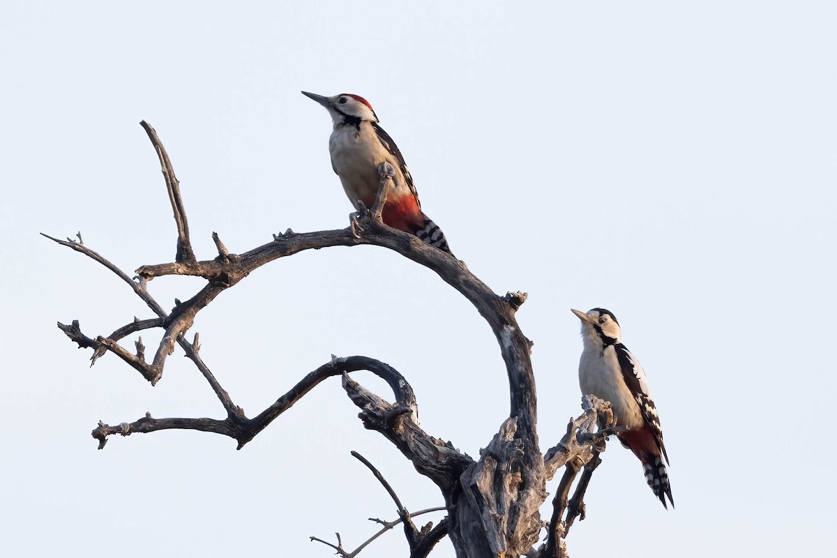 Sind Woodpecker - ML646674857
