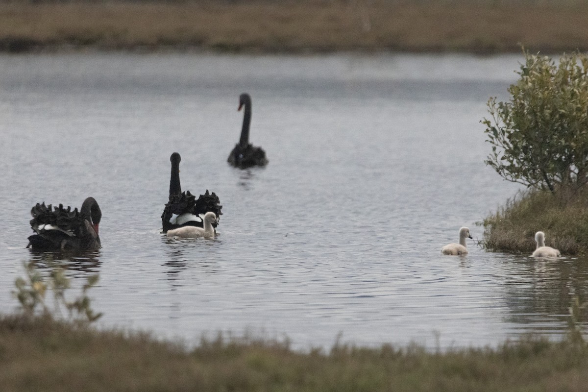 Black Swan - ML646674860