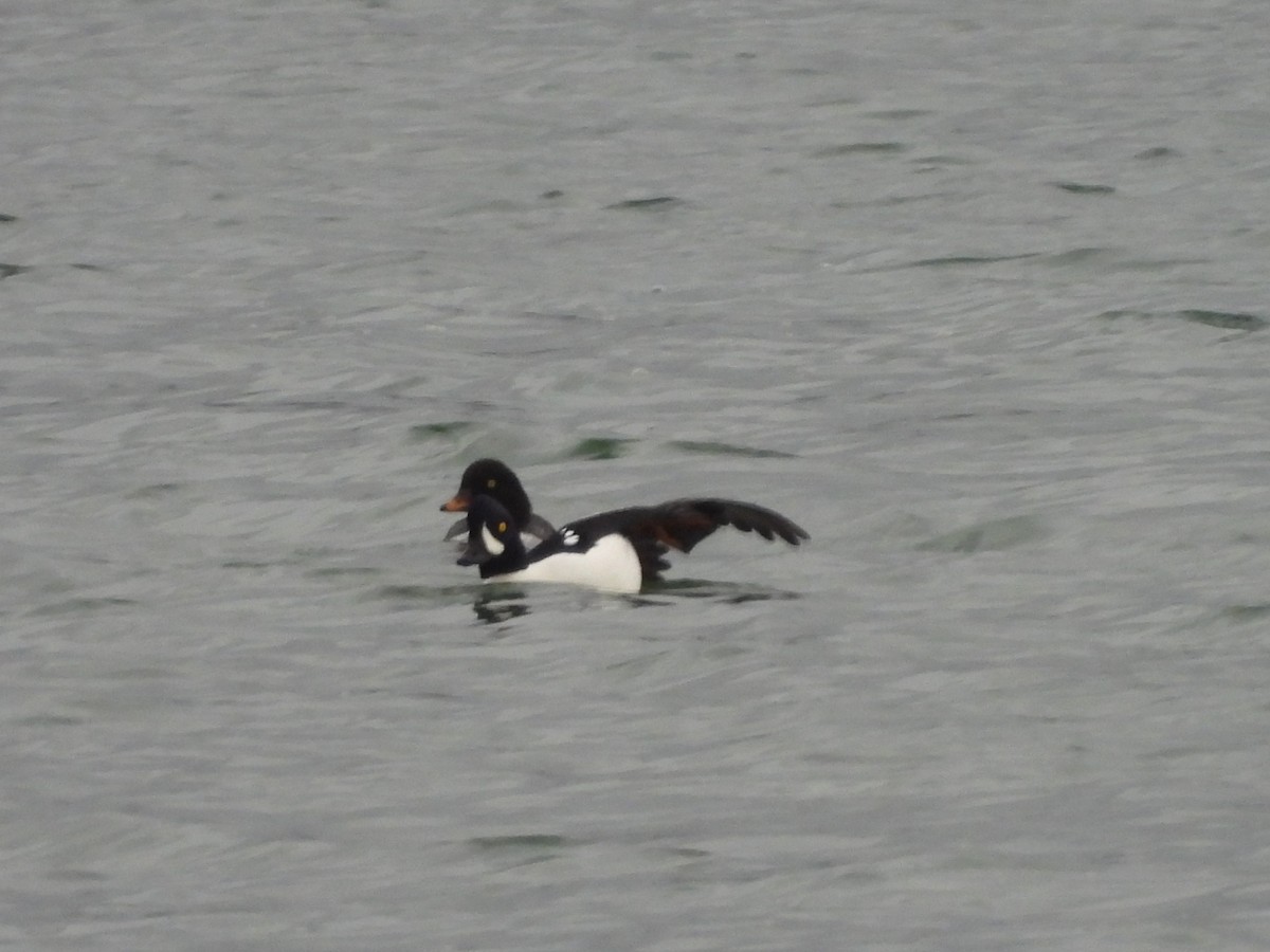 עבראש איסלנדי - ML646674863