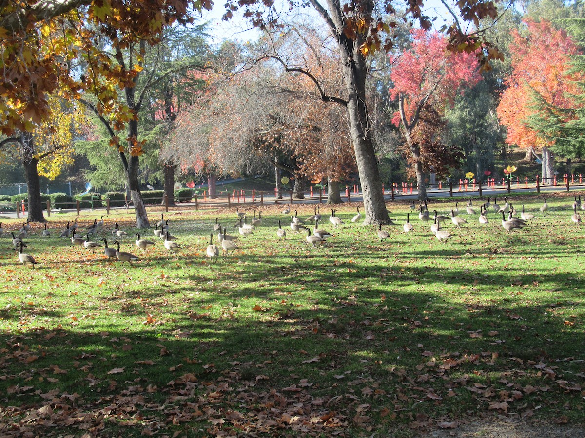 Barnacla Canadiense Grande - ML646674864