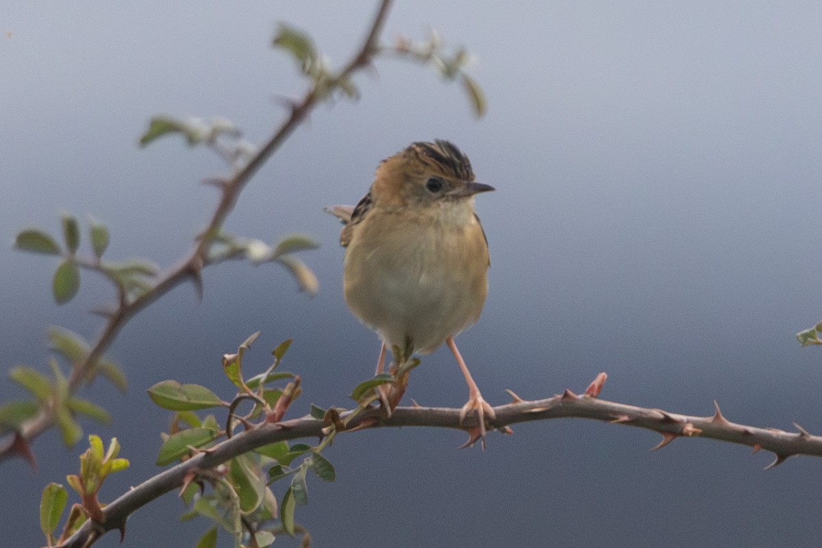 Golden-headed Cisticola - ML646674866