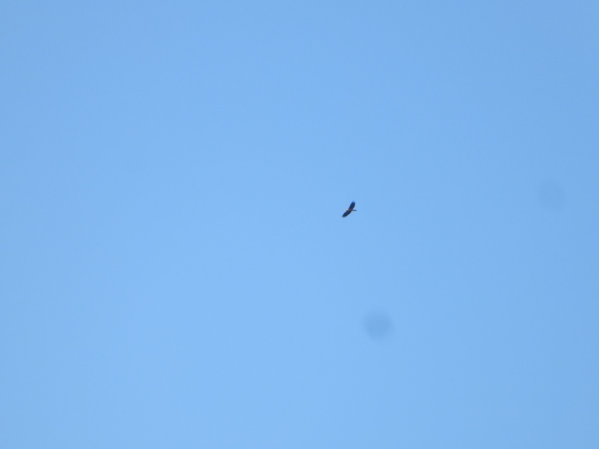 Golden Eagle - ML646674869