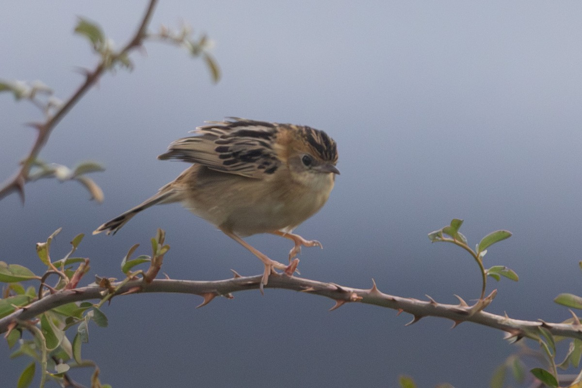 Golden-headed Cisticola - ML646674870