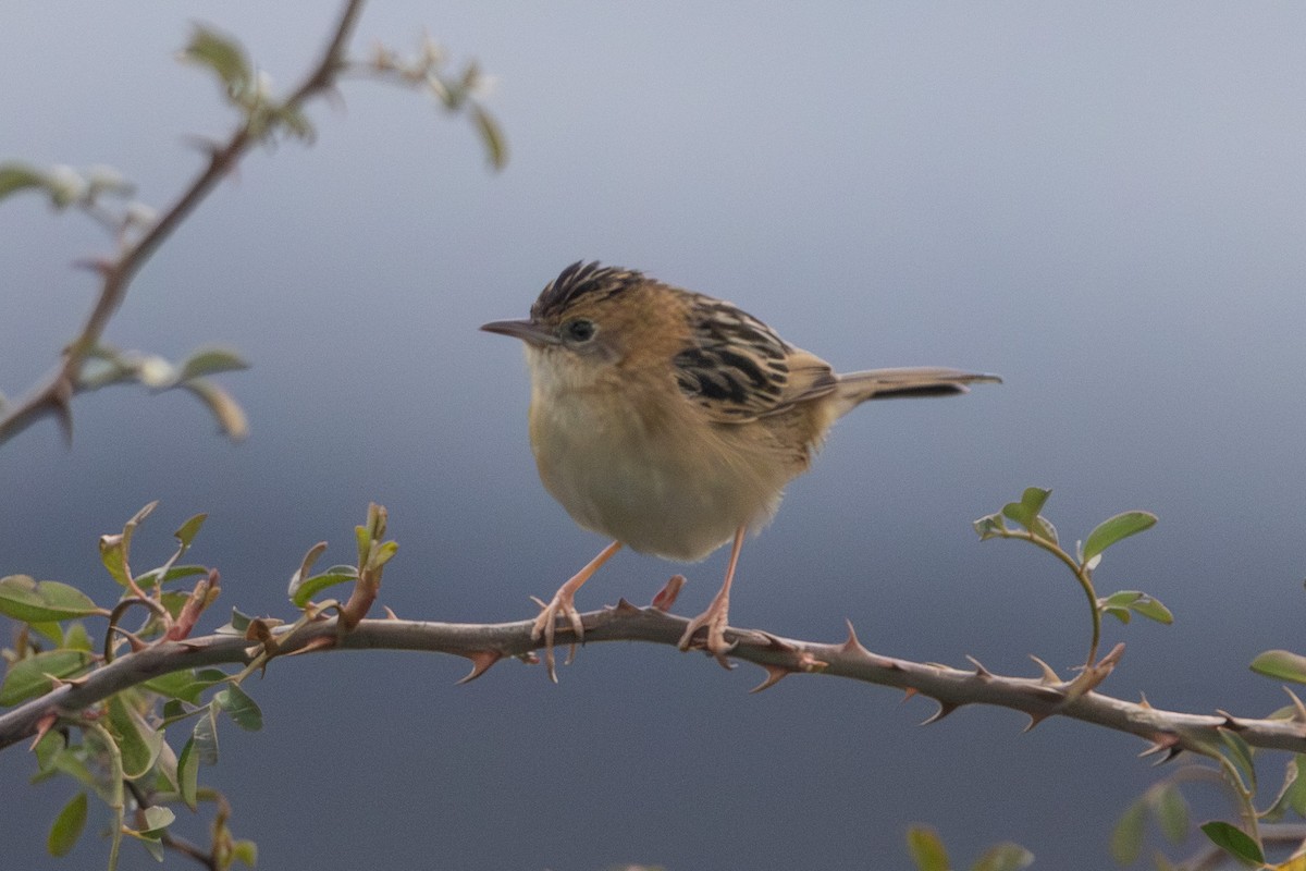 Golden-headed Cisticola - ML646674872