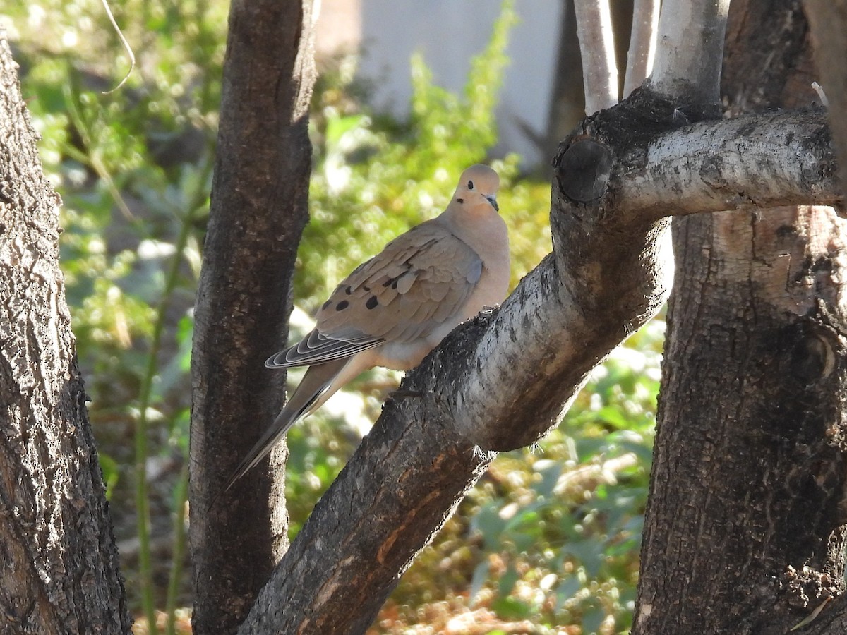 Uzun Kuyruklu Kumru - ML646674873