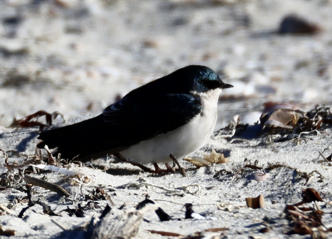 Tree Swallow - ML646674875