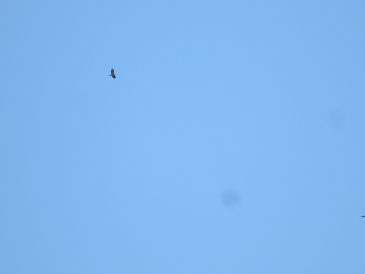 Golden Eagle - ML646674880