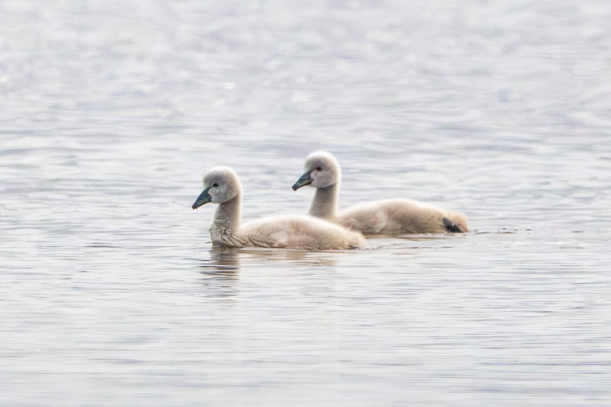 Black Swan - ML646674883