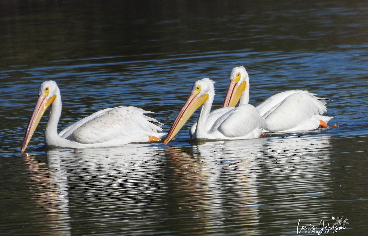 American White Pelican - ML646674884