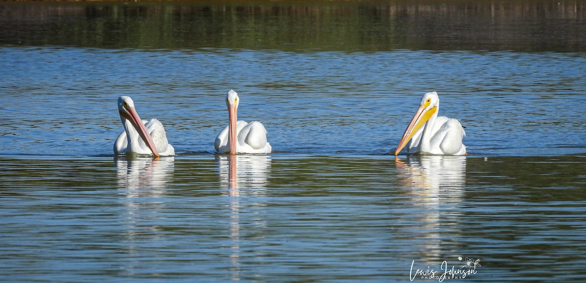 American White Pelican - ML646674885