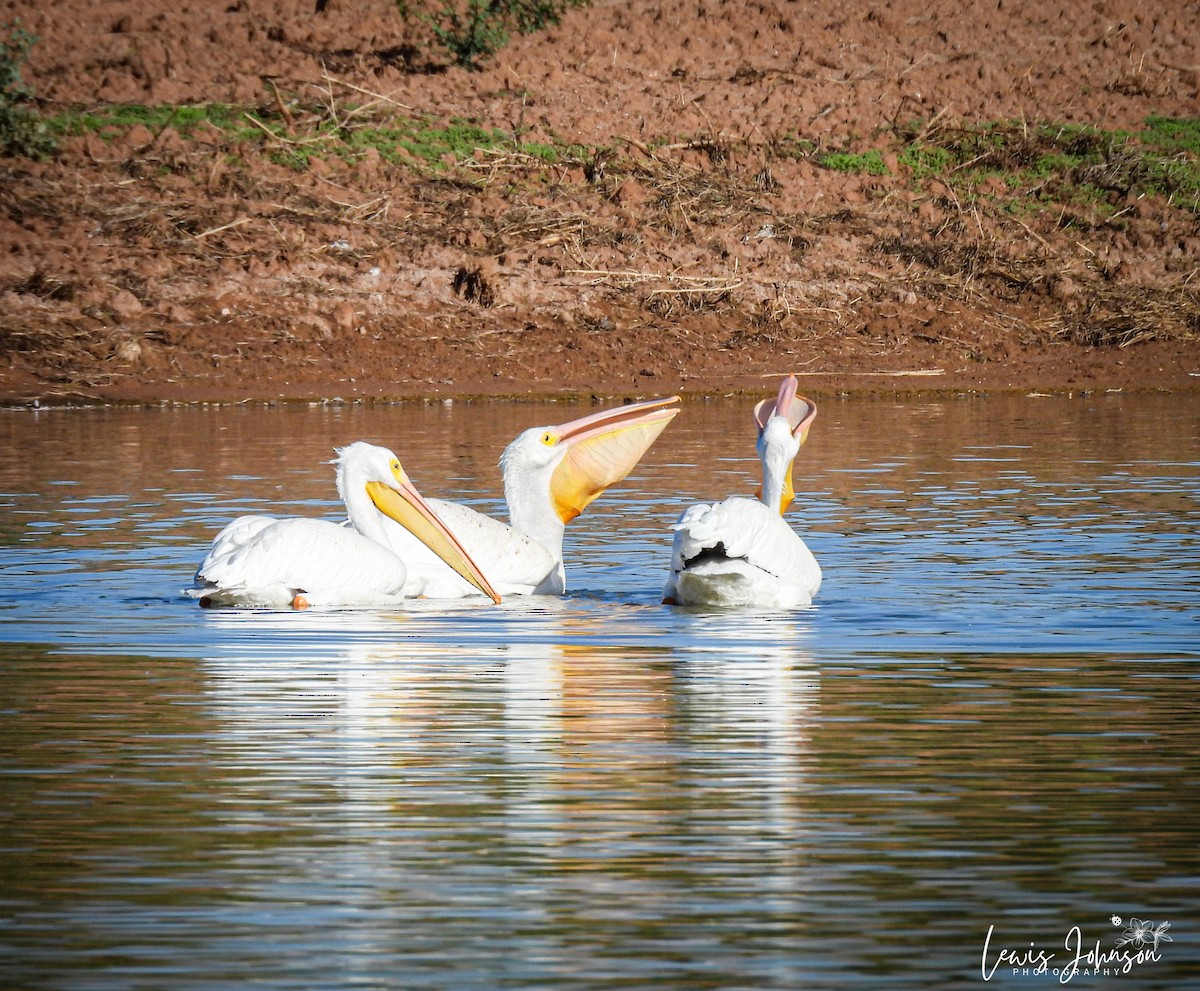 American White Pelican - ML646674886