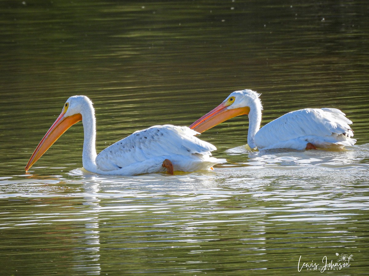 American White Pelican - ML646674889