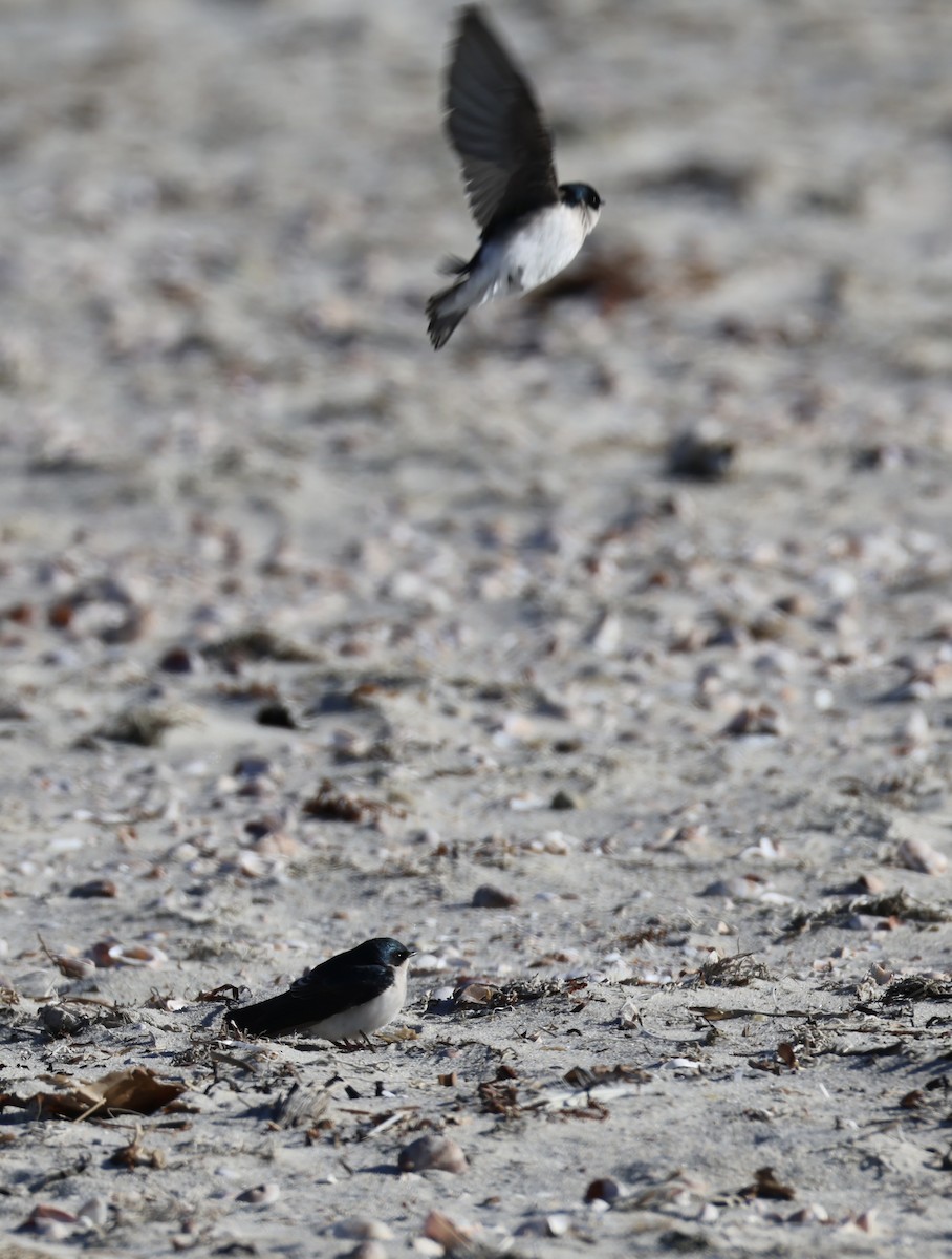 Tree Swallow - ML646674891