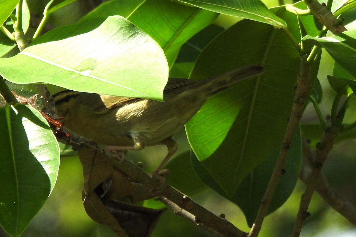 Worm-eating Warbler - ML646674896