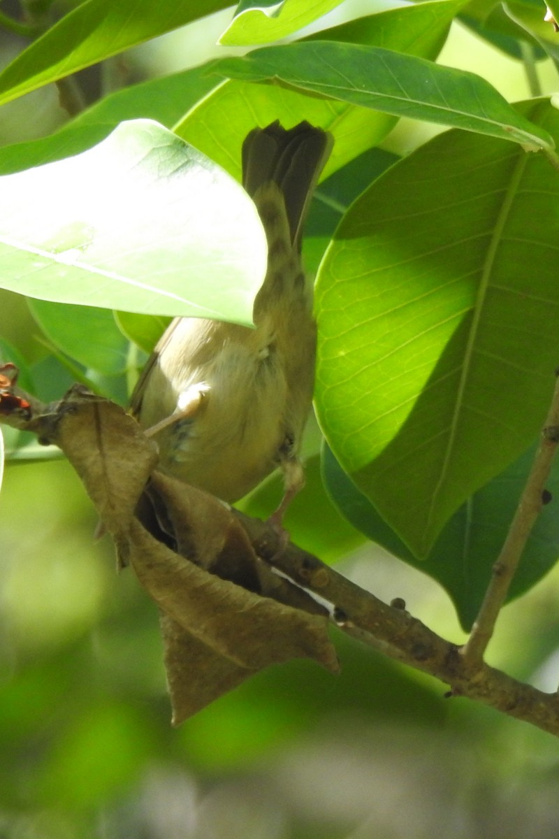 Worm-eating Warbler - ML646674897