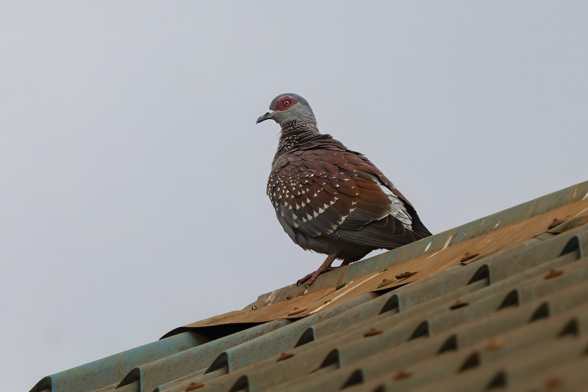 Speckled Pigeon - ML646674898