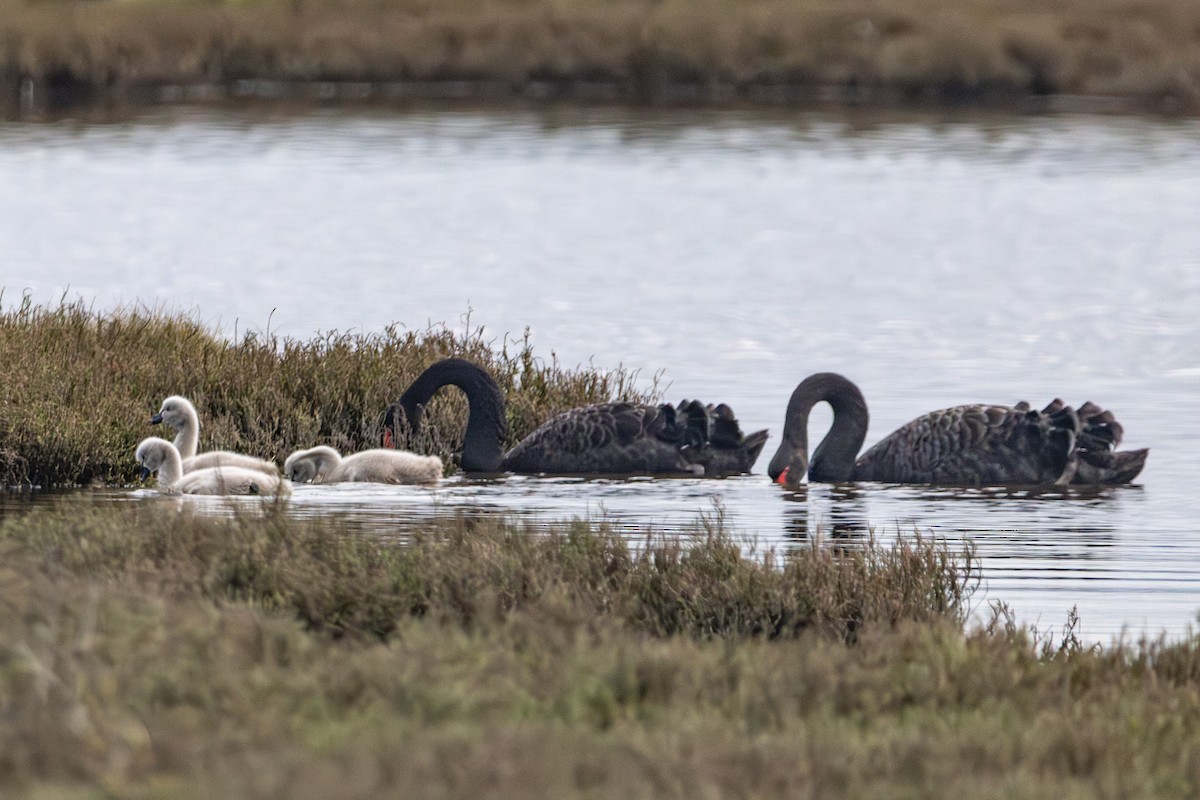 Black Swan - ML646674899