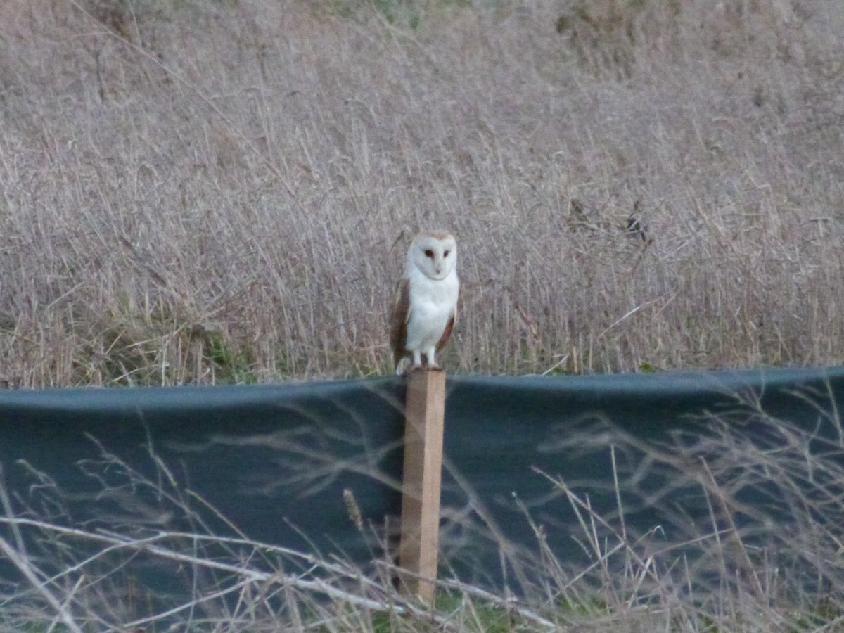 Western Barn Owl - ML646674902