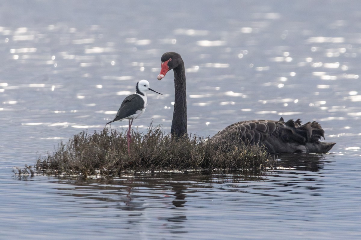 Pied Stilt - ML646674905