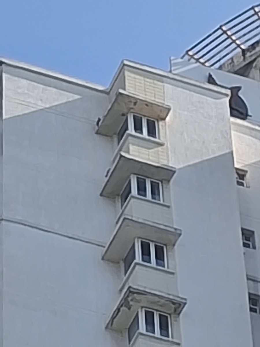 遊隼 - ML646674906