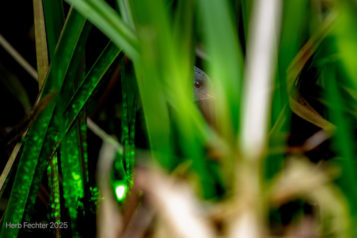 Rascón Malgache - ML646674909