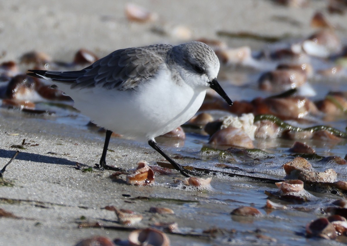 ミユビシギ - ML646674910