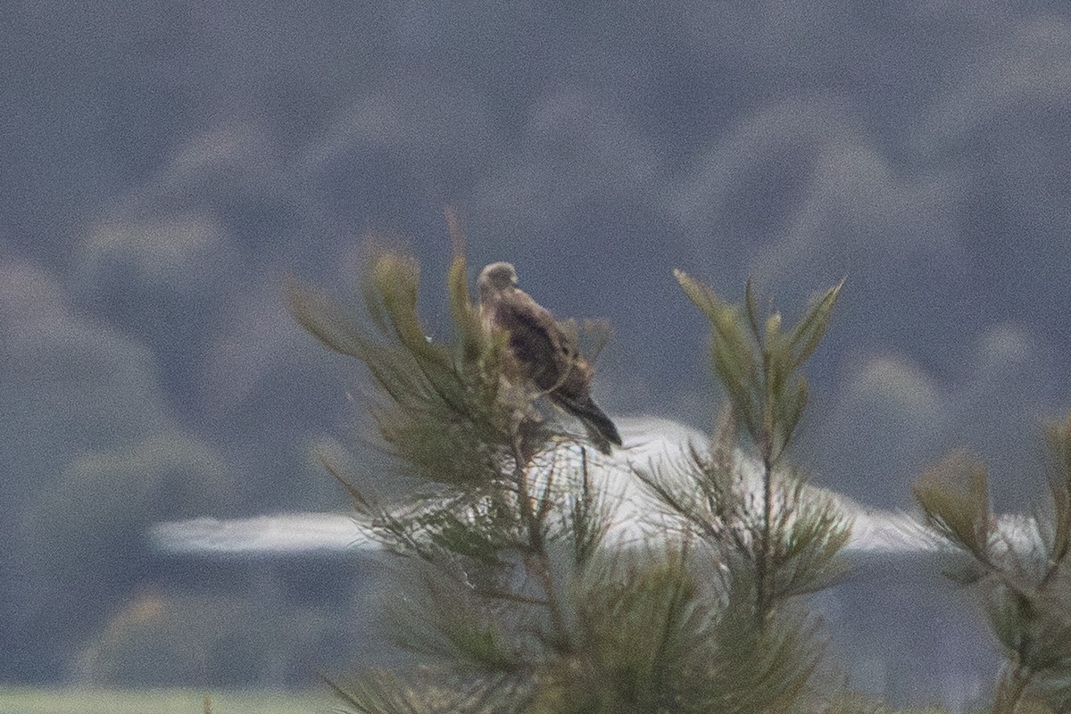 Australian Hobby - ML646674915