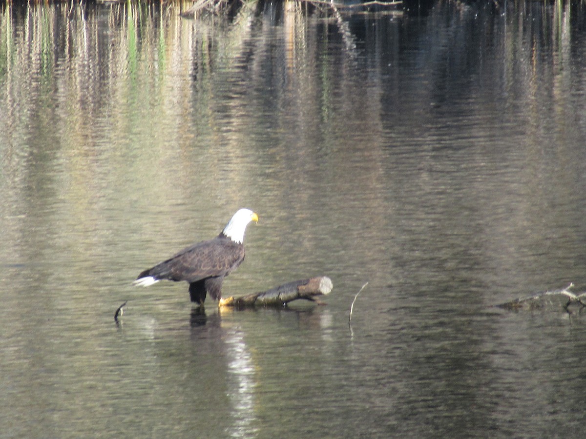 Bald Eagle - ML646674917