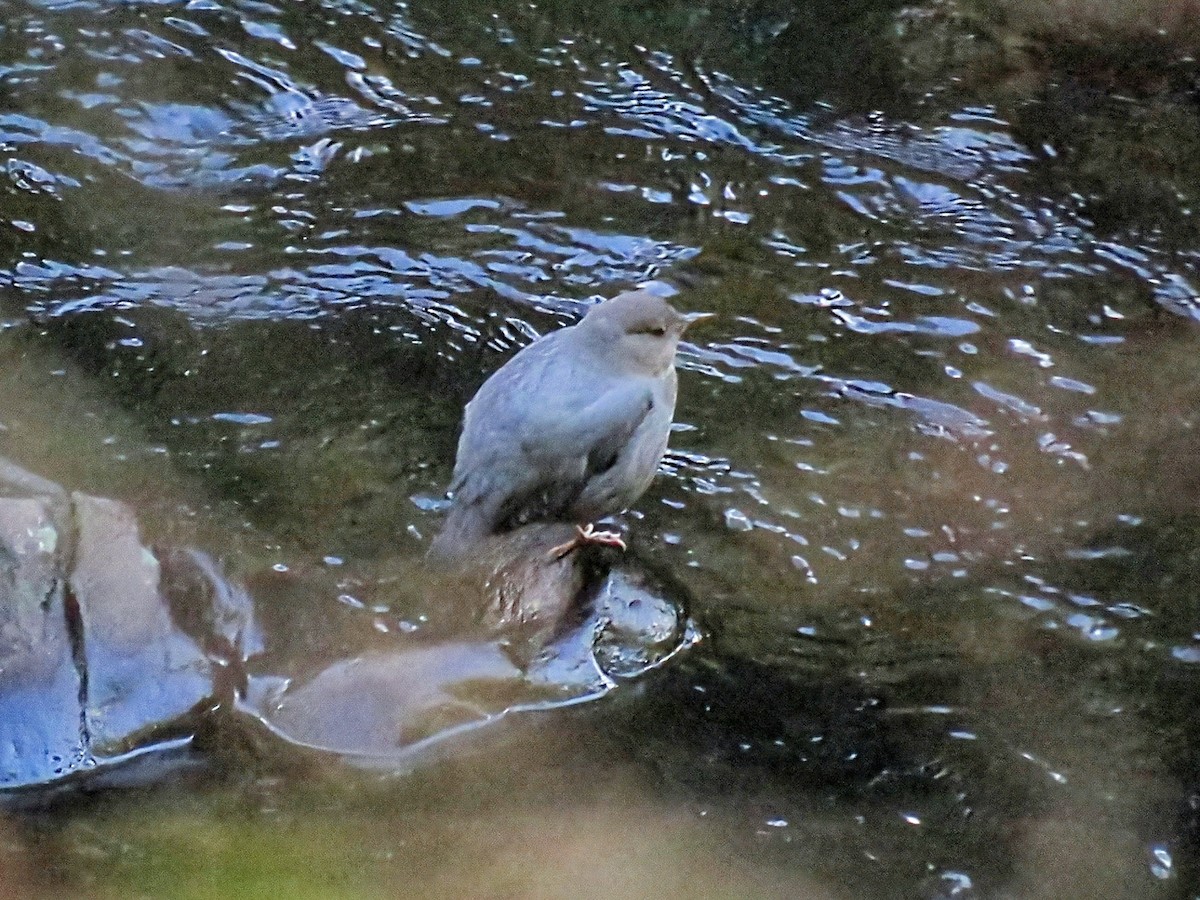 Пронурок сірий - ML646674920