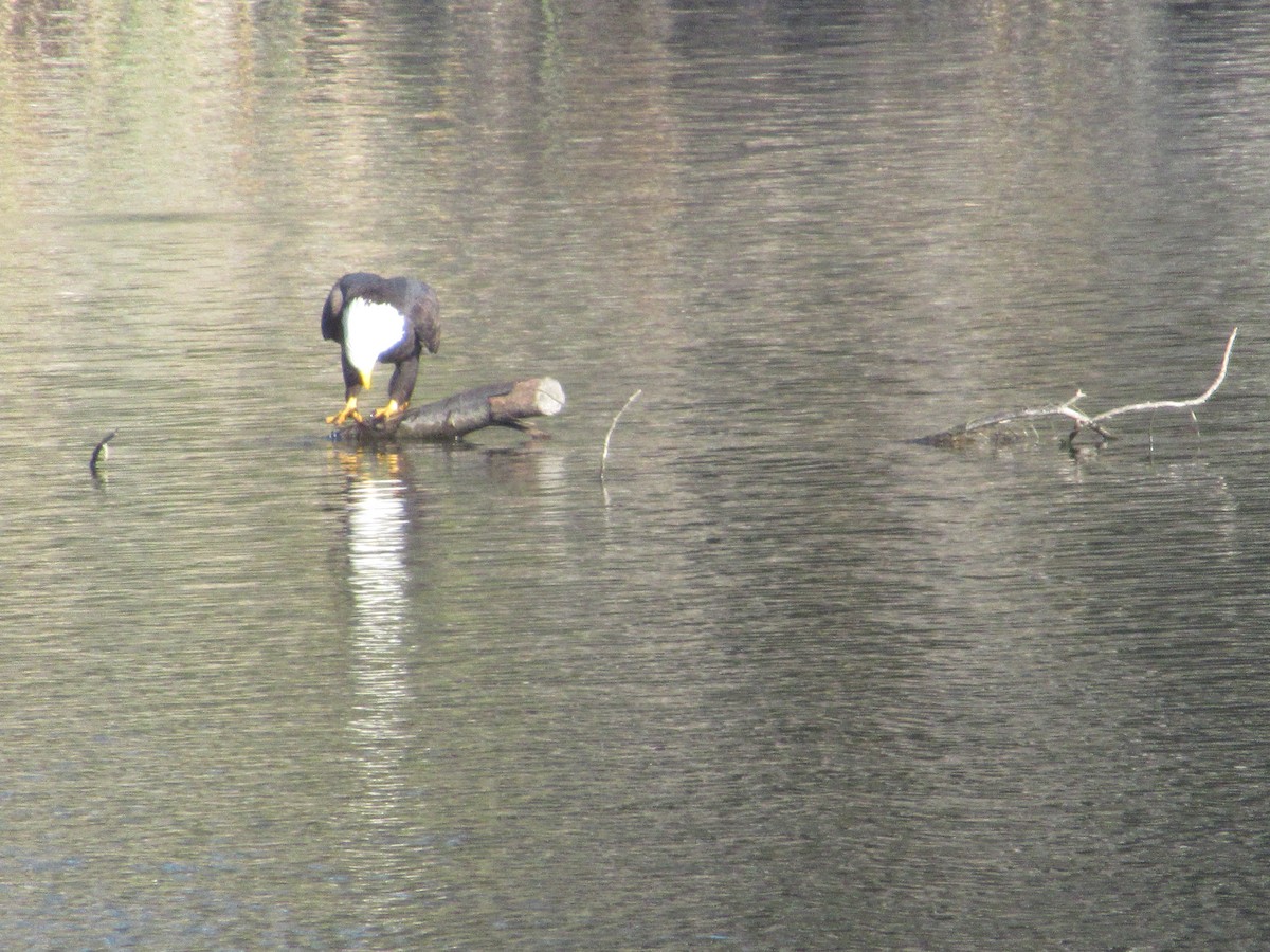 Bald Eagle - ML646674924
