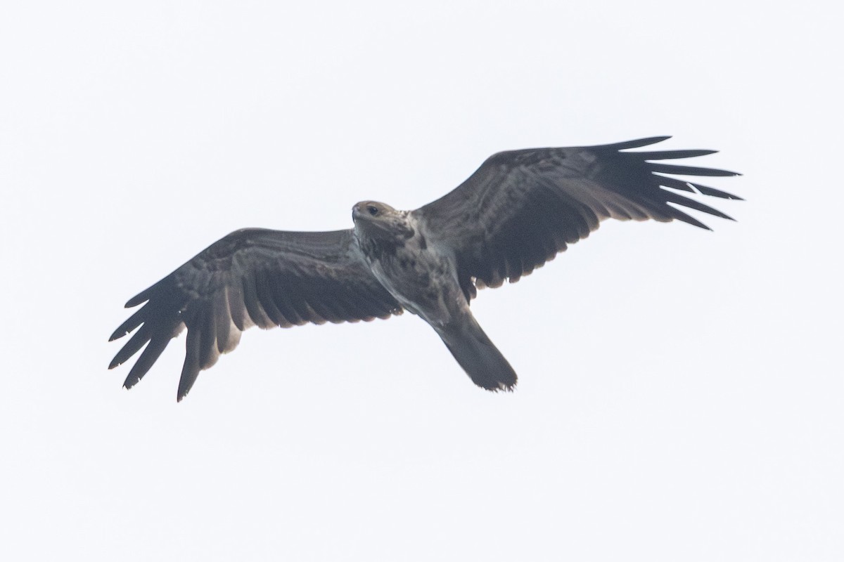 Whistling Kite - ML646674927