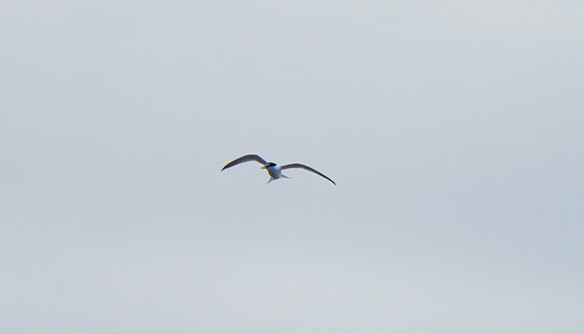 Zwergseeschwalbe - ML646674928