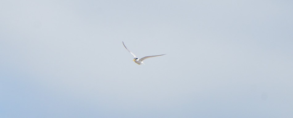 Zwergseeschwalbe - ML646674929