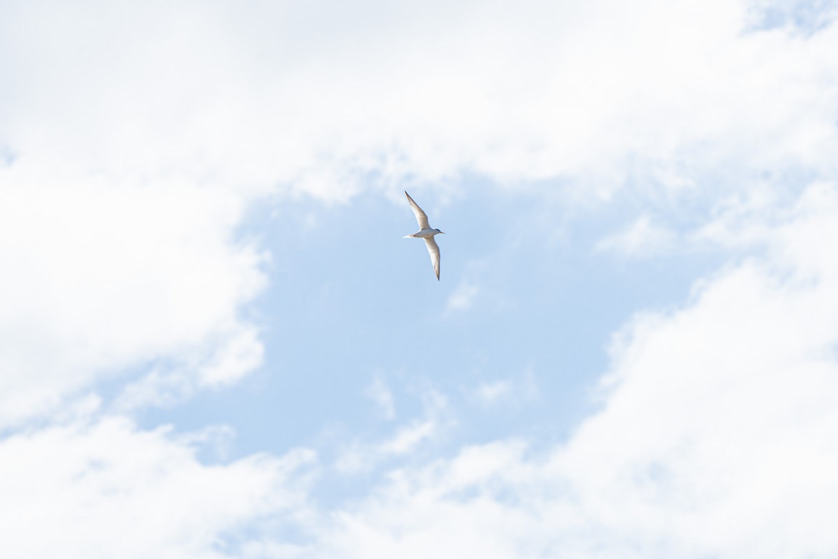 Zwergseeschwalbe - ML646674930