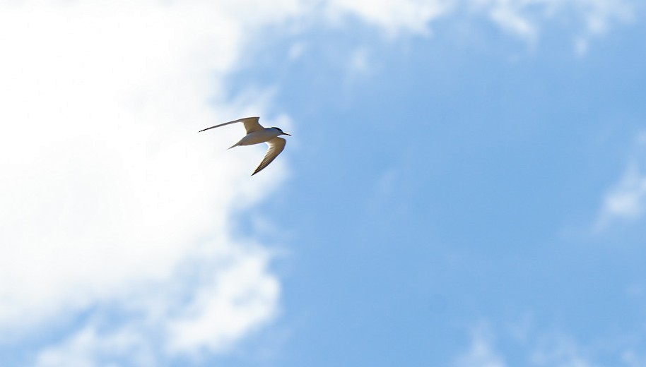 Zwergseeschwalbe - ML646674931