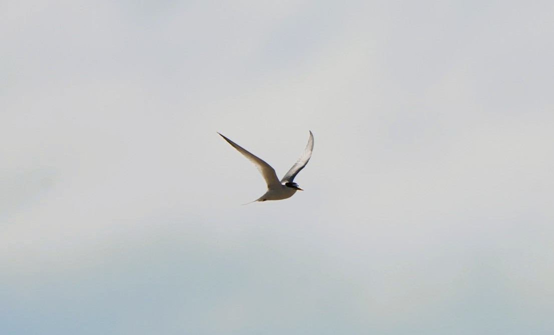 Zwergseeschwalbe - ML646674932