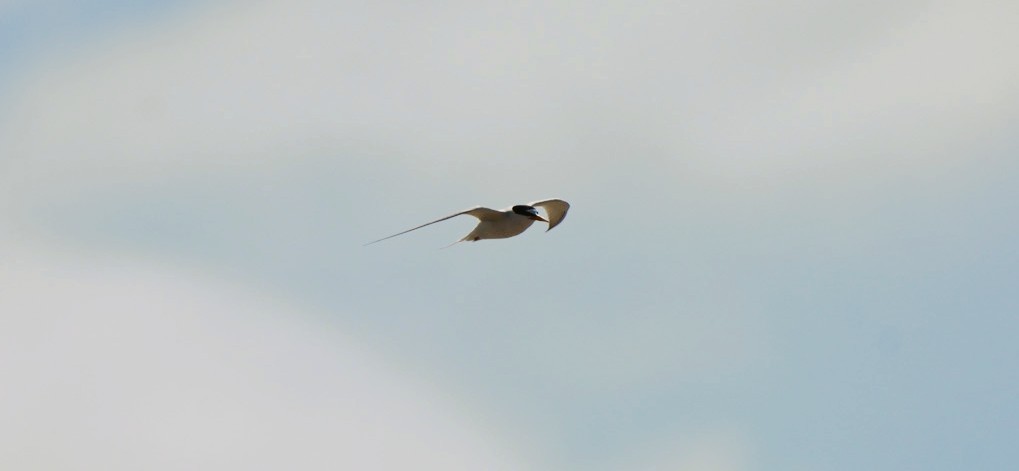 Zwergseeschwalbe - ML646674933