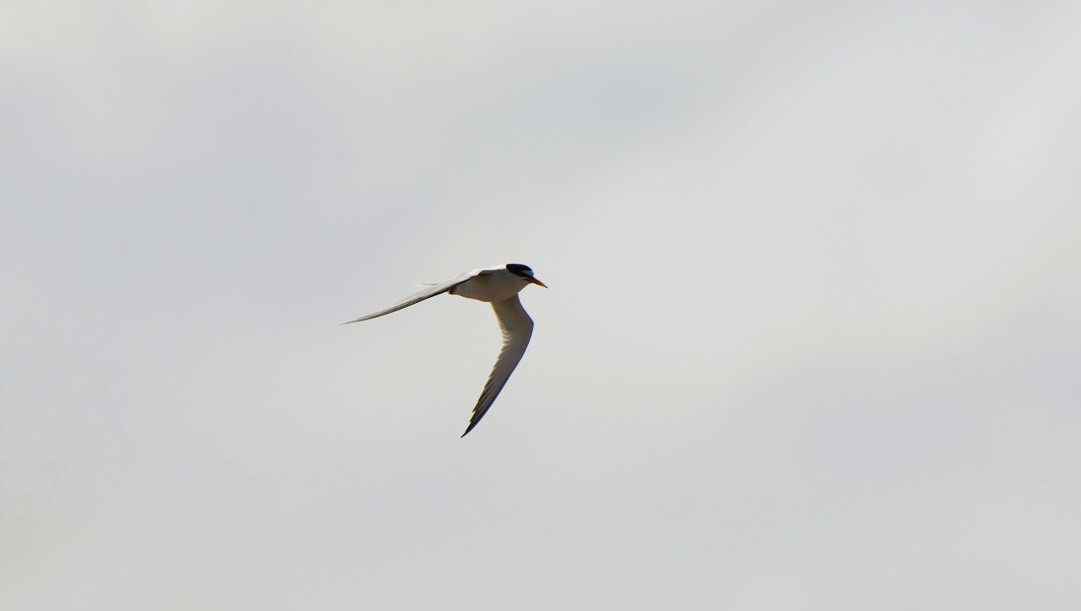 Zwergseeschwalbe - ML646674934