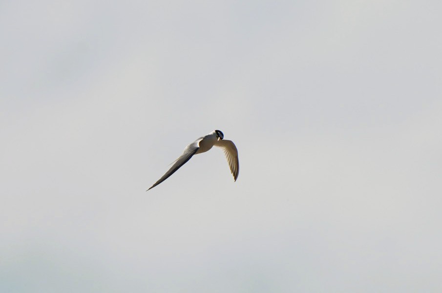 Zwergseeschwalbe - ML646674935