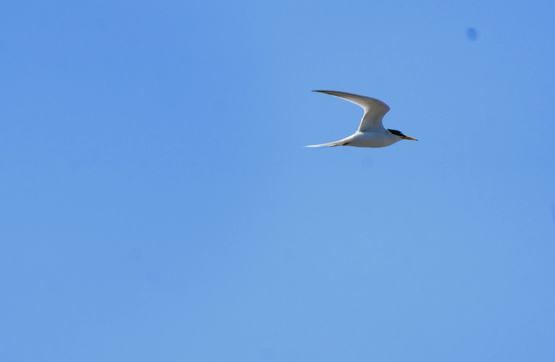 Zwergseeschwalbe - ML646674936