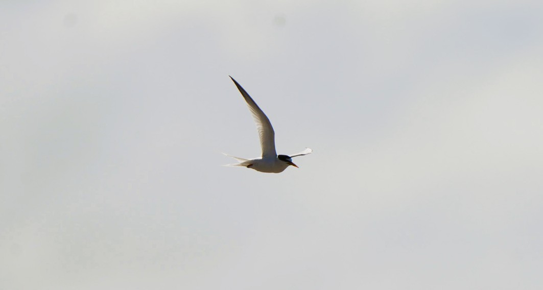 Zwergseeschwalbe - ML646674937